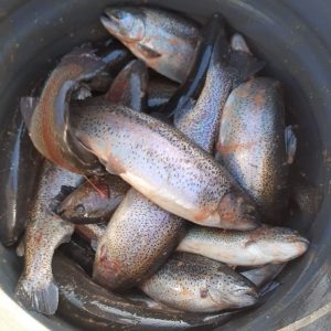 Ryby świeże i wędzone